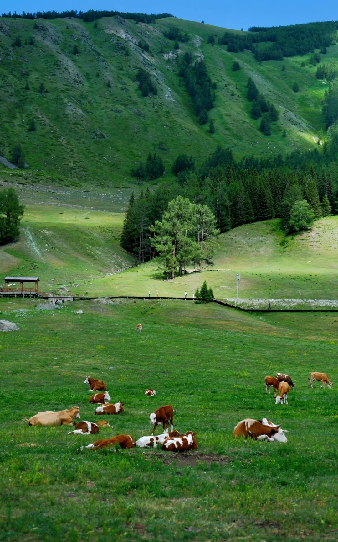 阿勒泰高山牧场