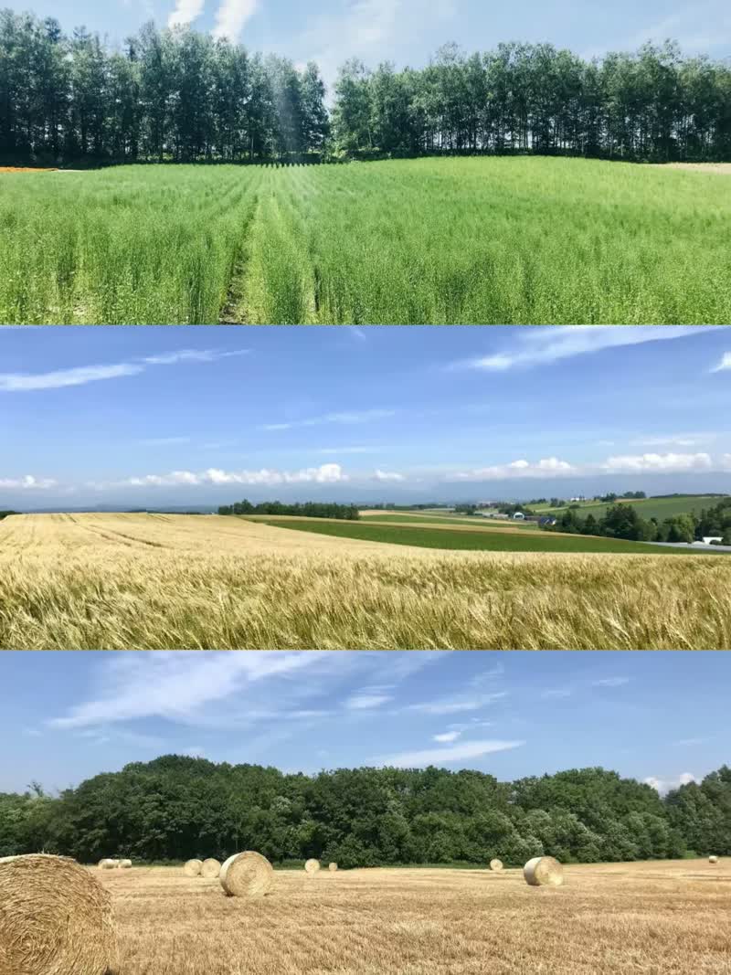 北海道夏季花海